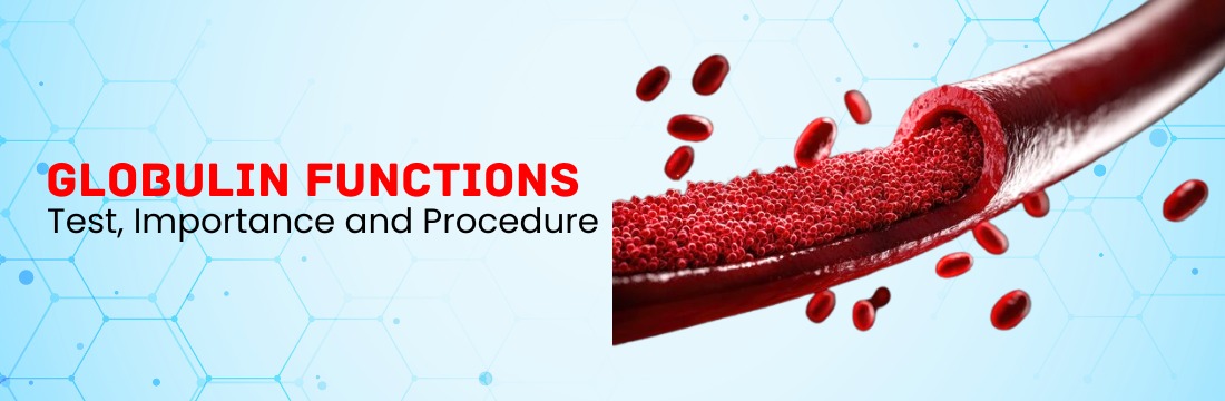 Globulin Functions: Test, Importance and Procedure